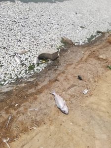 مرگ ماهیان در ماهشهر
