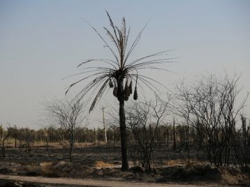 مرثیه ای برای نخل